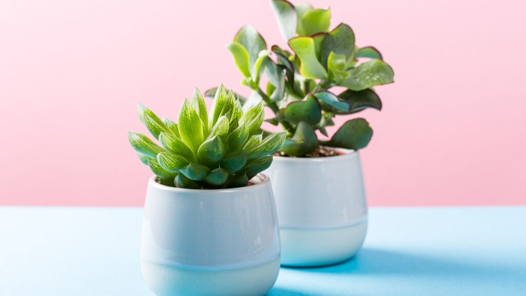 Interior Design with Plants: Transform Your Home with Green Living 2 Indoor Plants